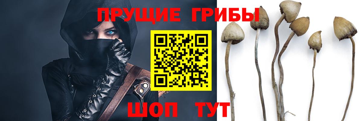 Псилоцибиновые грибы MAGIC MUSHROOMS  Вход с VPN  Северск 